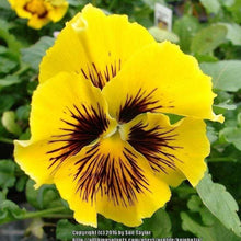 Charger l&#39;image dans la galerie, Pansy &quot;Frizzle Sizzle Yellow&quot;
