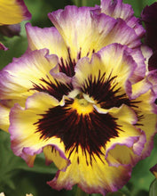 Load image into Gallery viewer, Pansy &quot;Frizzle Sizzle Lemonberry&quot;
