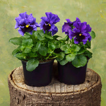 Load image into Gallery viewer, Pansy &quot;Frizzle Sizzle Blue&quot;
