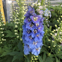 Load image into Gallery viewer, Delphinium elatum &quot;Magic Fountains&quot; Mid-Blue White Bee
