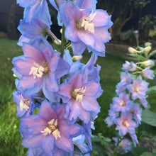 Load image into Gallery viewer, Delphinium elatum &quot;Magic Fountains&quot; Sky-Blue White Bee
