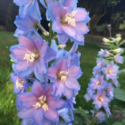 Delphinium elatum 