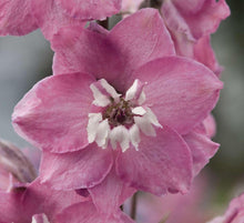 Charger l&#39;image dans la galerie, Delphinium elatum &quot;Magic Fountains&quot; Cherry Blossom-White Bee
