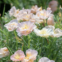 Charger l&#39;image dans la galerie, California Poppy &quot;Thai Silk Pink Champagne&quot;
