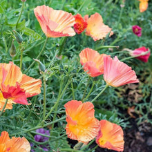 Load image into Gallery viewer, California Poppy &quot;Thai Silk Apricot Chiffon&quot;
