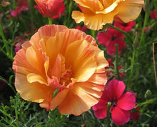 Load image into Gallery viewer, California Poppy &quot;Thai Silk Apricot Chiffon&quot;
