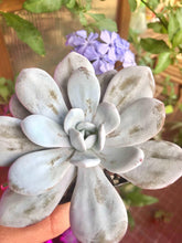 Load image into Gallery viewer, Echeveria Laui
