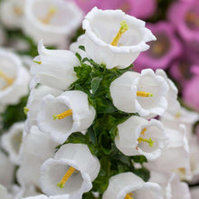 Charger l&#39;image dans la galerie, Canterbury Bells &quot;Champion White&quot;
