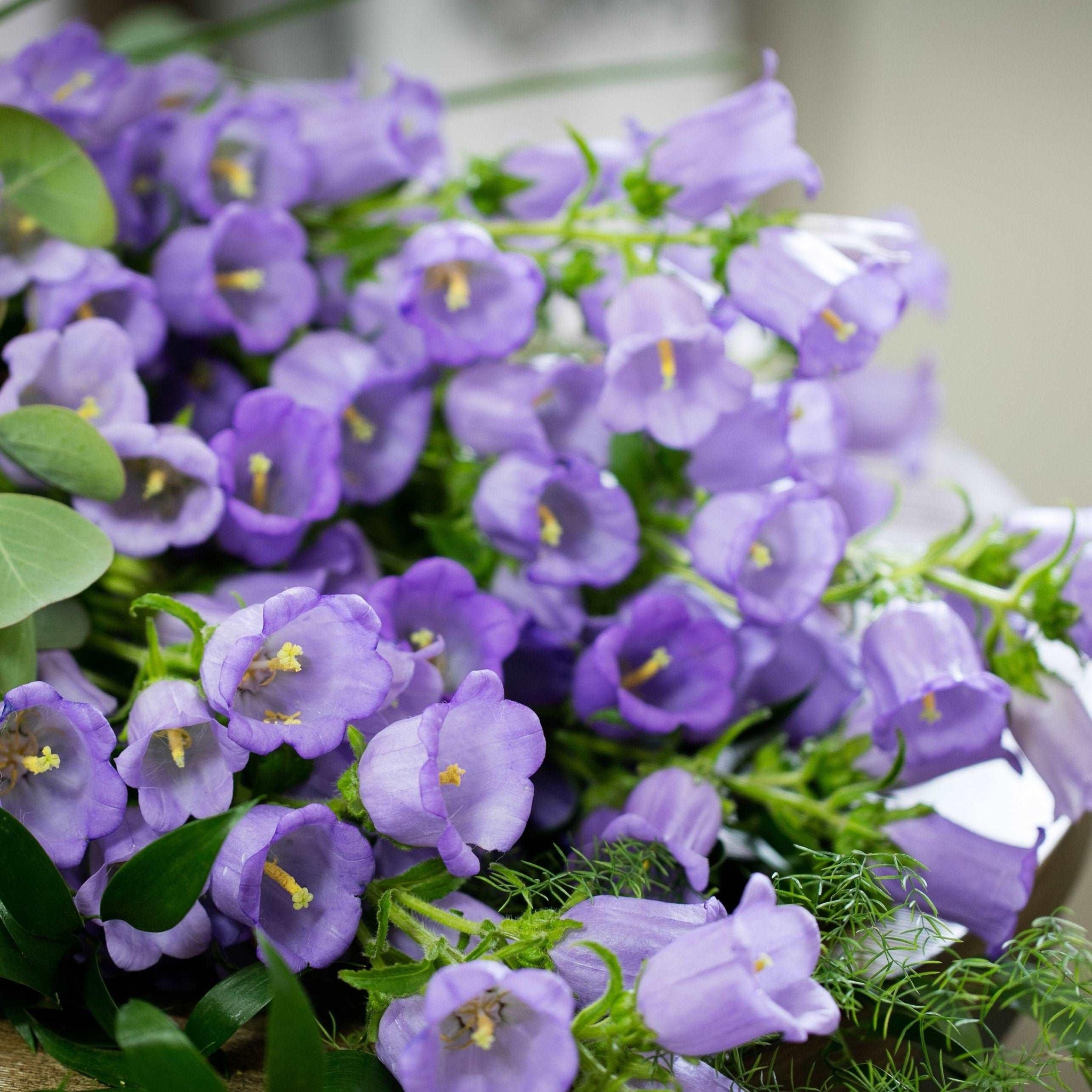 lavender bells plant Canterbury Bells "Champion Lavender"
