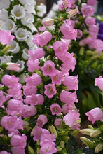 Charger l&#39;image dans la galerie, Canterbury Bells &quot;Champion Pink&quot;
