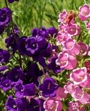 Load image into Gallery viewer, Canterbury Bells &quot;Champion Blue&quot;
