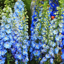 Charger l&#39;image dans la galerie, Delphinium elatum &quot;Magic Fountains&quot; Mid-Blue White Bee
