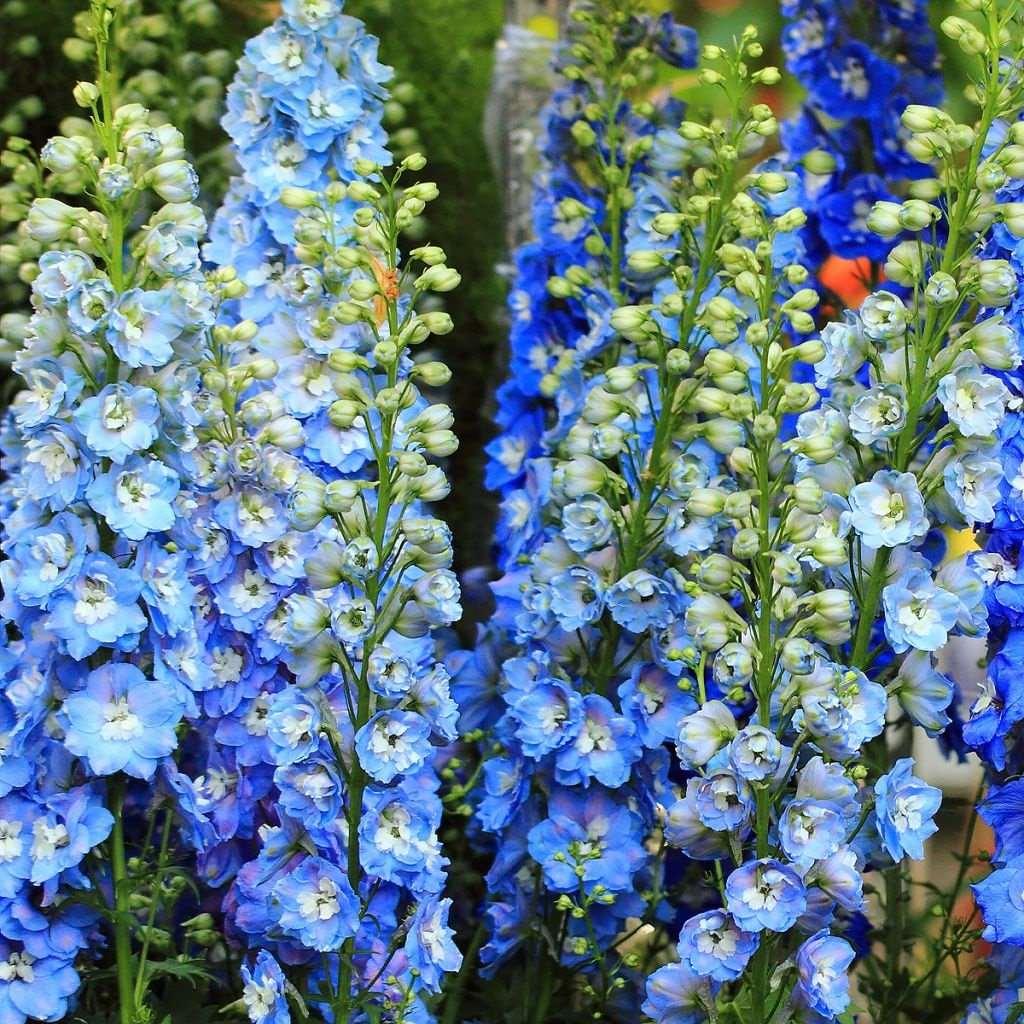 Delphinium elatum 