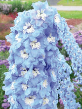 Charger l&#39;image dans la galerie, Delphinium elatum &quot;Magic Fountains&quot; Sky-Blue White Bee
