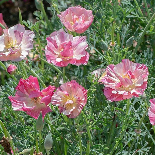 California Poppy 