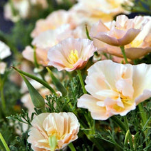 Charger l&#39;image dans la galerie, California Poppy &quot;Thai Silk Pink Champagne&quot;
