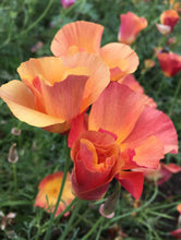 Load image into Gallery viewer, California Poppy &quot;Thai Silk Apricot Chiffon&quot;
