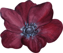 Load image into Gallery viewer, Anemone Meron &quot;Bordeaux Wine&quot;
