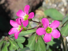 Charger l&#39;image dans la galerie, Oxalis Lasiandra
