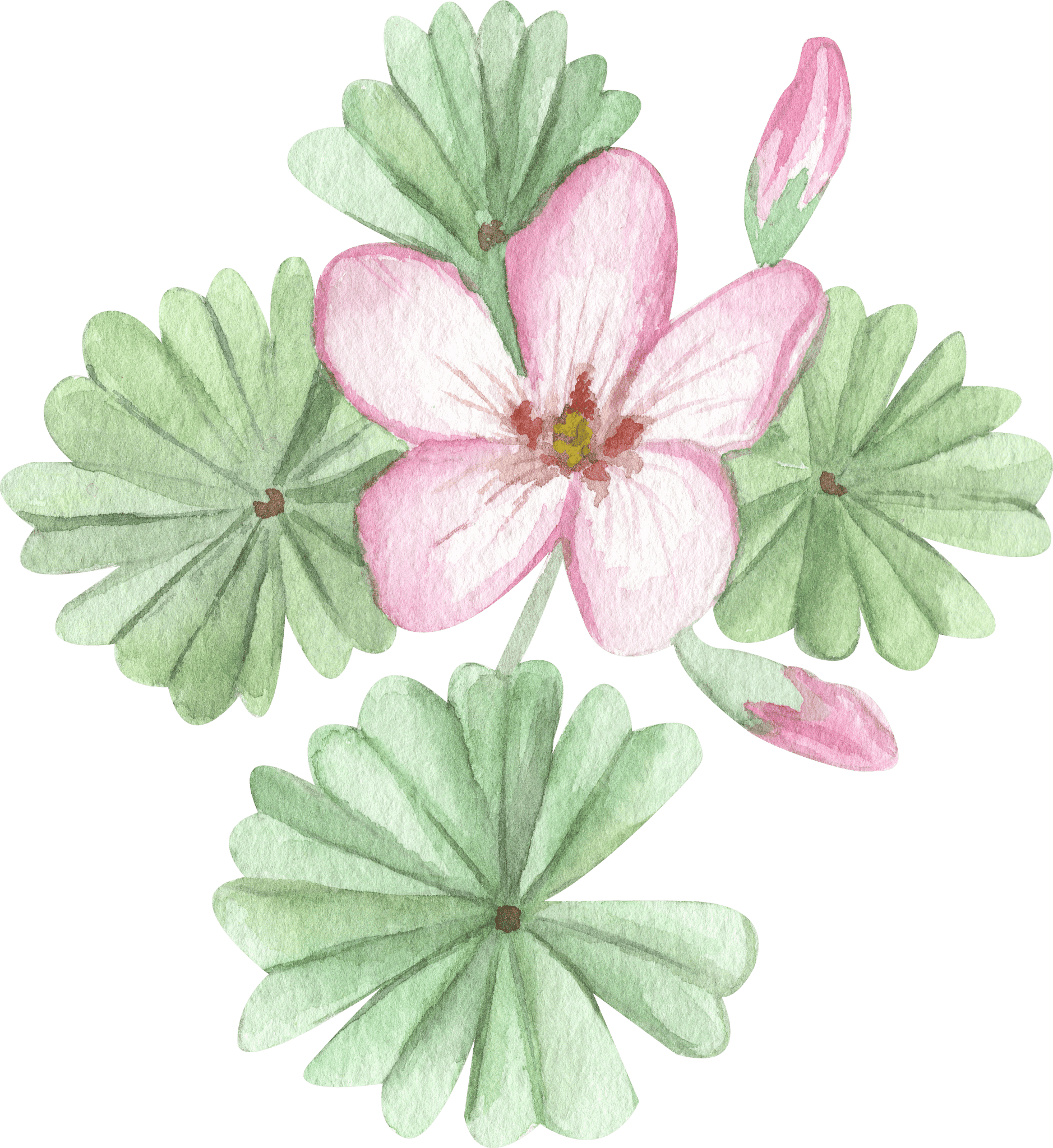Oxalis Adenophylla - Plants Ltd