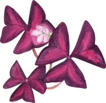 Charger l&#39;image dans la galerie, Oxalis Triangularis (Purple Shamrock)

