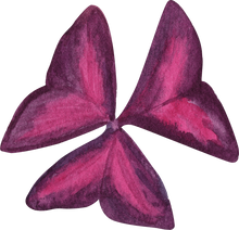 Charger l&#39;image dans la galerie, Oxalis Triangularis (Purple Shamrock)
