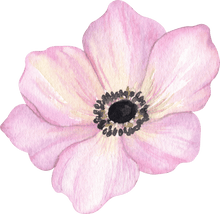 Load image into Gallery viewer, Anemone Galilée &quot;Pastel&quot; Mix
