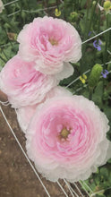 Load and play video in Gallery viewer, Ranunculus Amandine &quot;Chamallow&quot;
