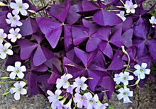 Charger l&#39;image dans la galerie, Oxalis Triangularis Mijke
