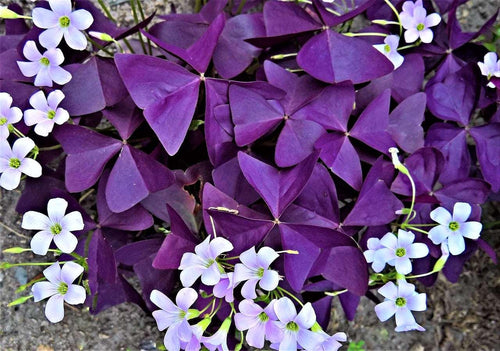 Oxalis Triangularis Mijke