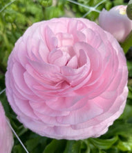 Charger l&#39;image dans la galerie, Ranunculus Elegance Rosa Chiaro
