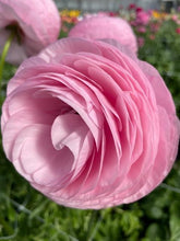 Charger l&#39;image dans la galerie, Ranunculus Elegance Rosa Chiaro
