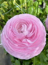 Charger l&#39;image dans la galerie, Ranunculus Elegance Rosa Chiaro
