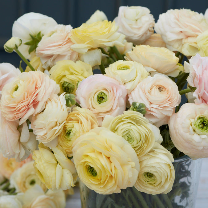 Ranunculus Amandine Pastel Wedding Mix