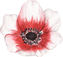 Load image into Gallery viewer, Anemone Jerusalem Red-White
