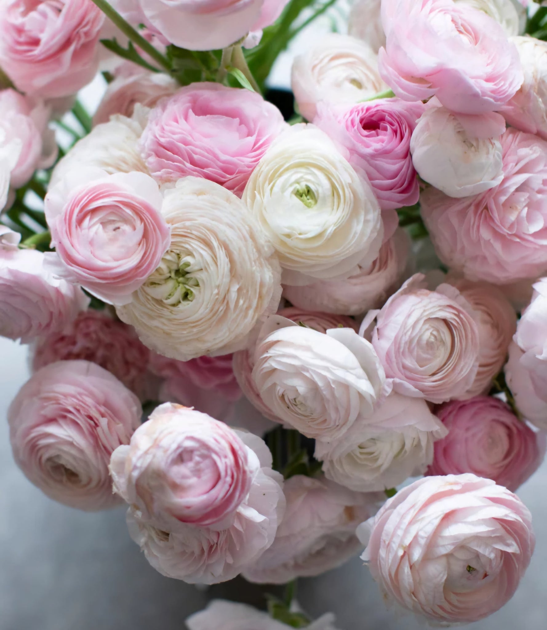 Ranunculus Amandine