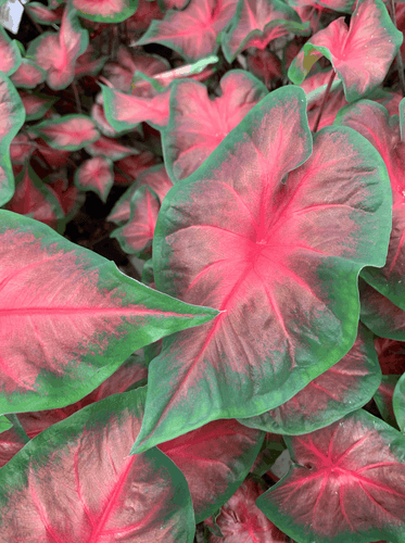 Caladium Royal Flush