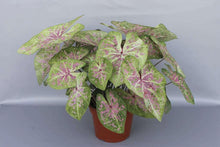 Load image into Gallery viewer, Caladium Seafoam Pink
