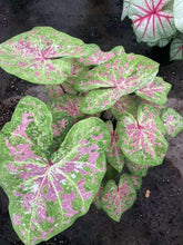 Load image into Gallery viewer, Caladium Seafoam Pink
