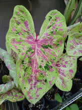 Load image into Gallery viewer, Caladium Seafoam Pink
