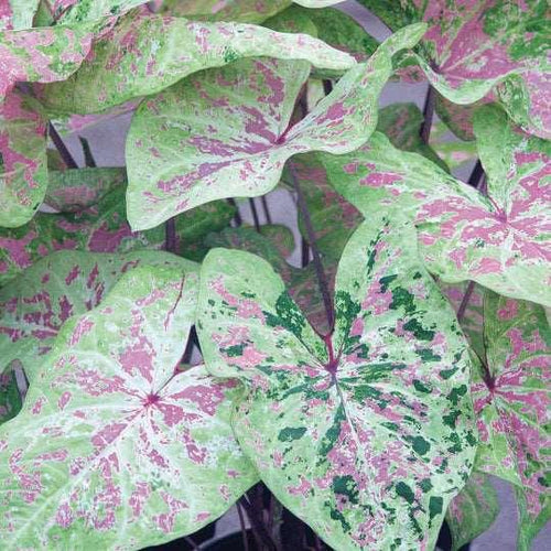 Caladium Seafoam Pink