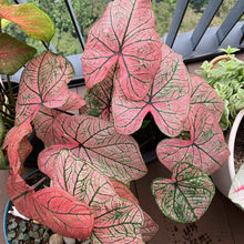 Charger l&#39;image dans la galerie, Caladium Spring Fling
