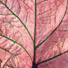 Charger l&#39;image dans la galerie, Caladium Spring Fling
