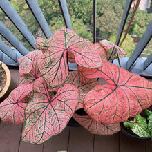 Charger l&#39;image dans la galerie, Caladium Spring Fling
