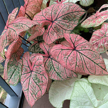 Charger l&#39;image dans la galerie, Caladium Spring Fling
