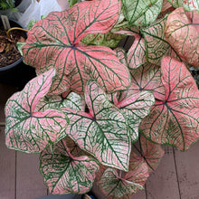 Load image into Gallery viewer, Caladium Spring Fling
