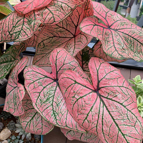 Caladium Spring Fling