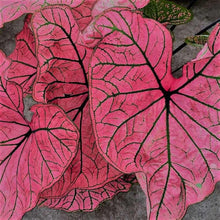 Charger l&#39;image dans la galerie, Caladium Spring Fling
