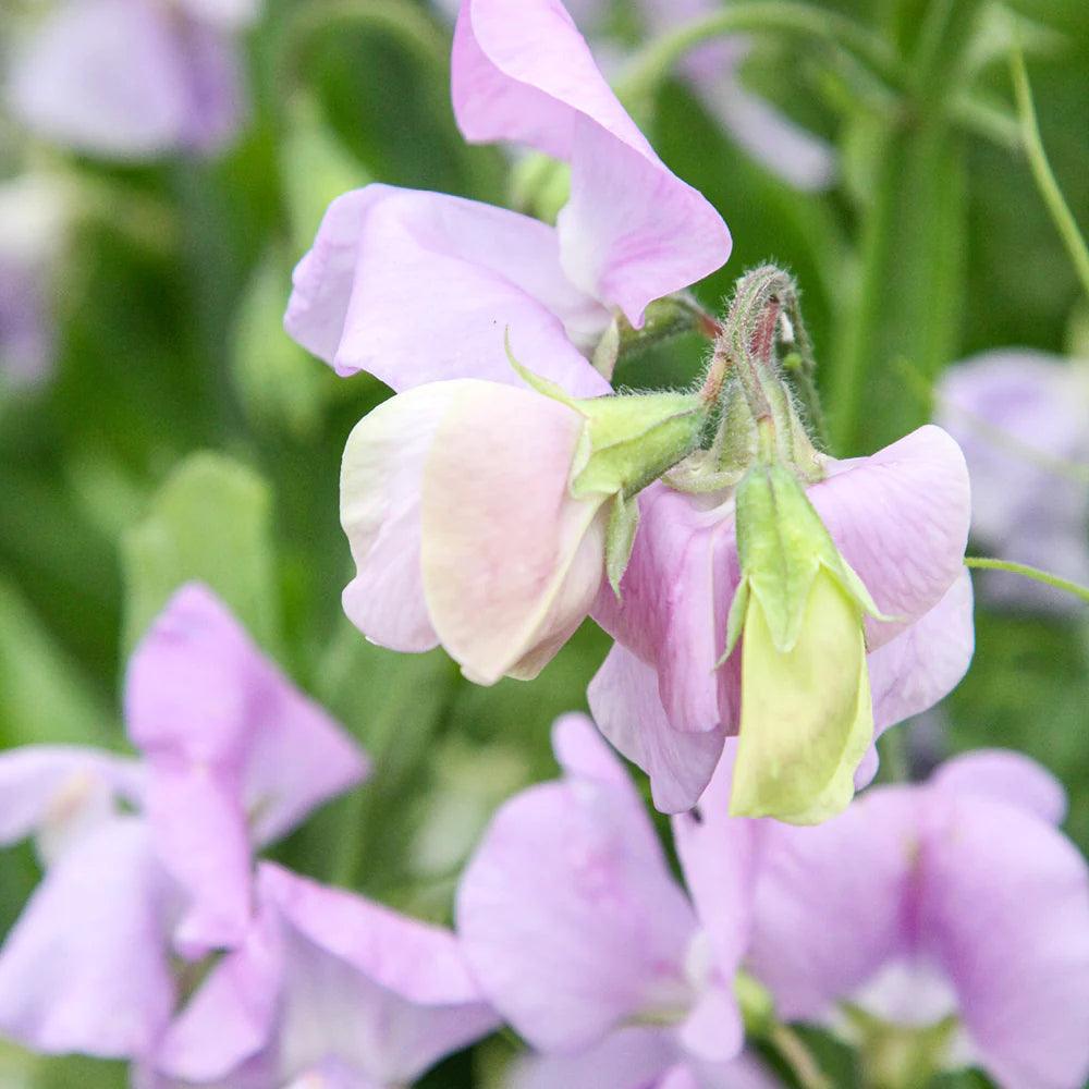 lavender sweet pea flower Sweet Pea Elegance Lavender