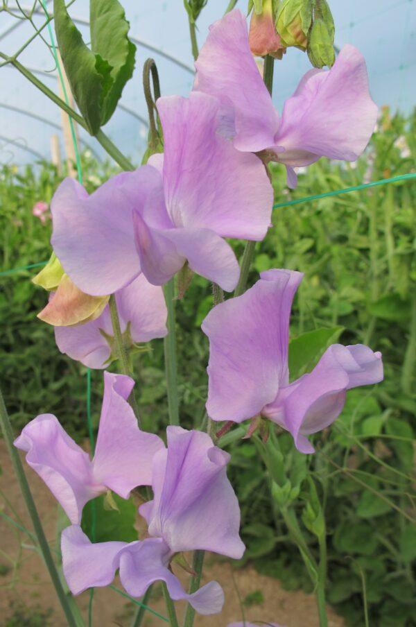 elegance lavender plant Sweet Pea Elegance Lavender